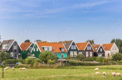 Sheep in front of colorful houses in Marken