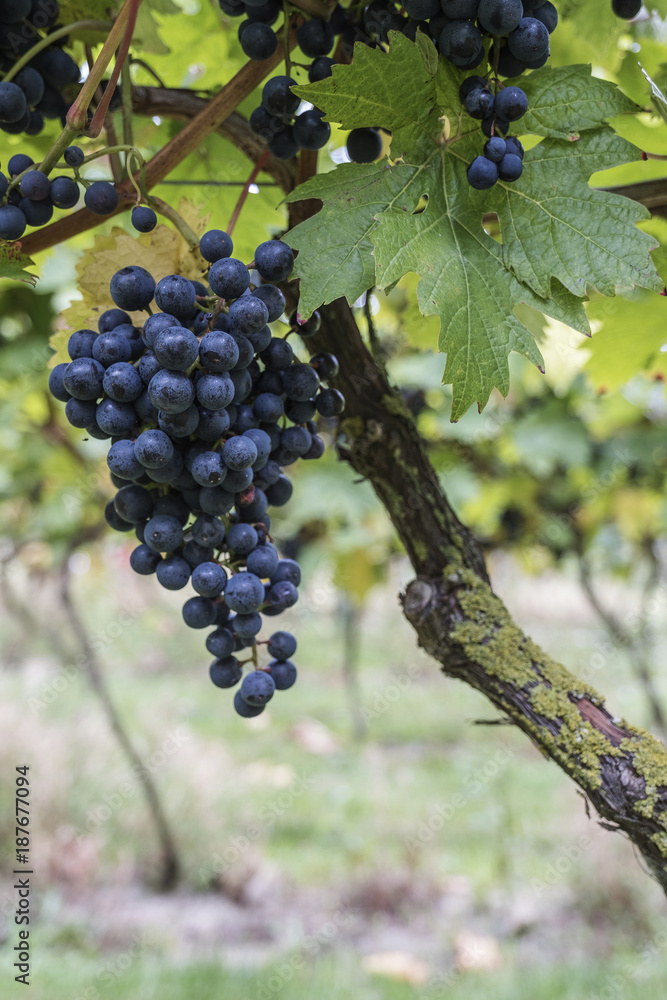 Close-up of red grapes growing at vineyard Close-up of red grapes growing at vineyard