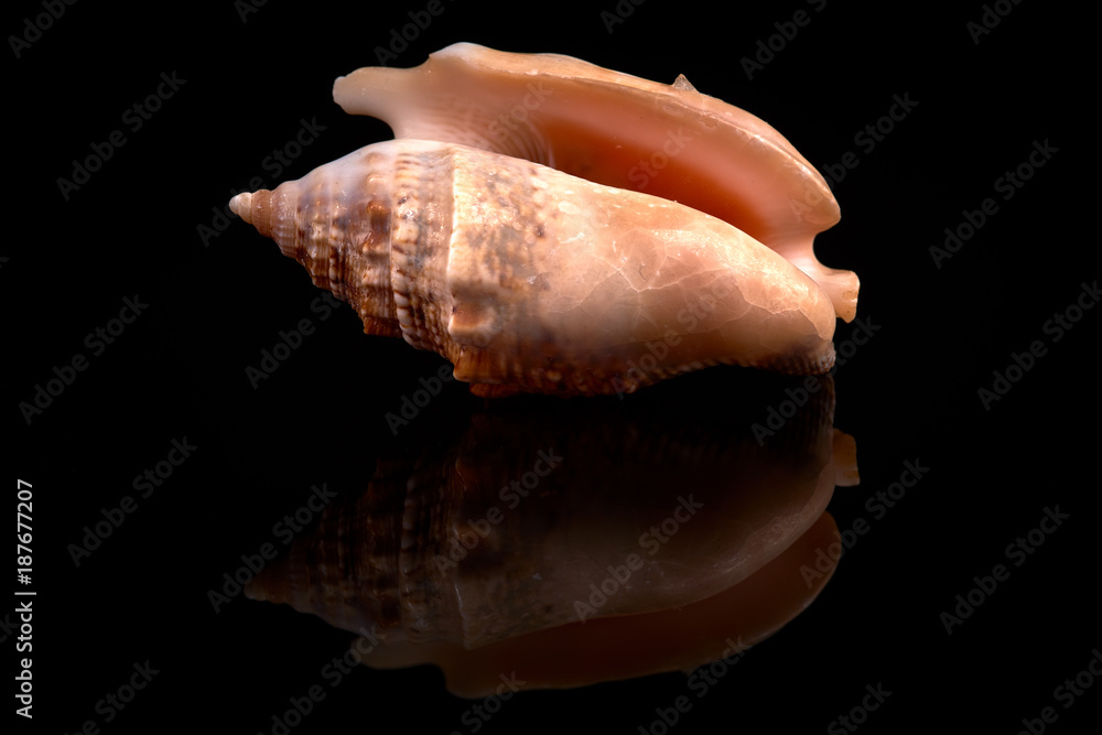 Sea seashell on a black background whit reflection on an black tile