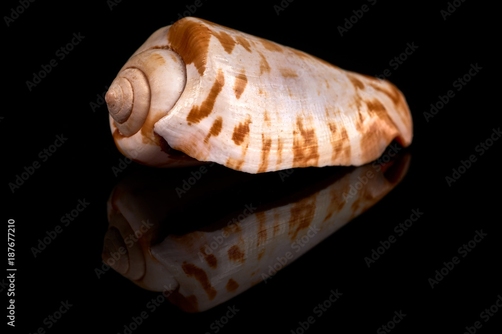 Sea seashell on a black background whit reflection on an black tile Sea seashell on a black background whit reflection on an black tile