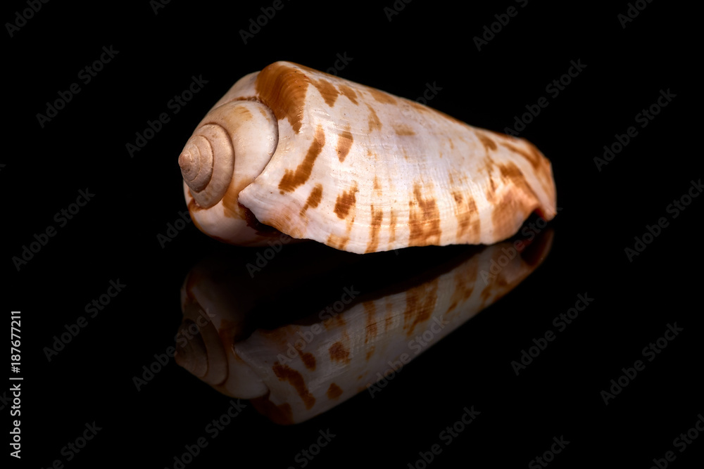 Sea seashell on a black background whit reflection on an black tile Sea seashell on a black background whit reflection on an black tile