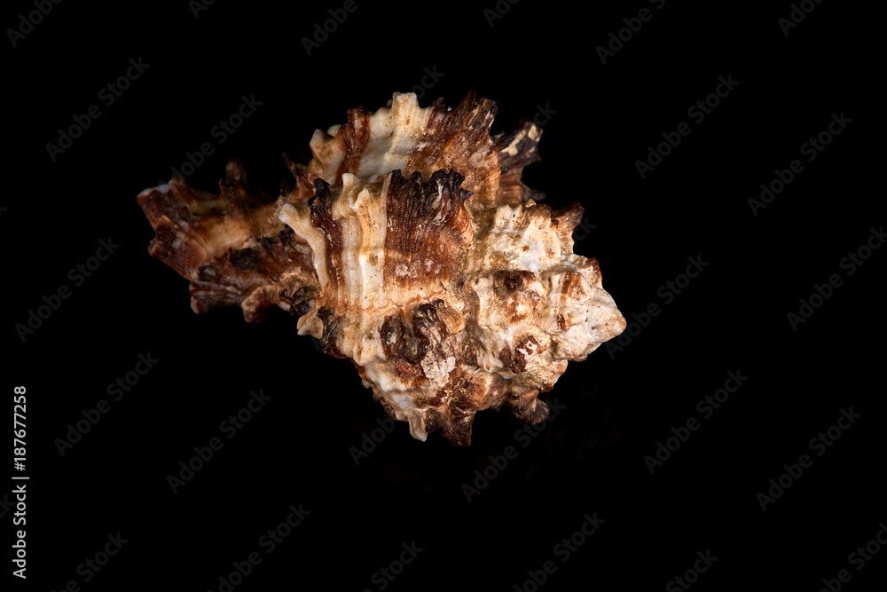 Sea seashell on a black background. Sea seashell on a black background.