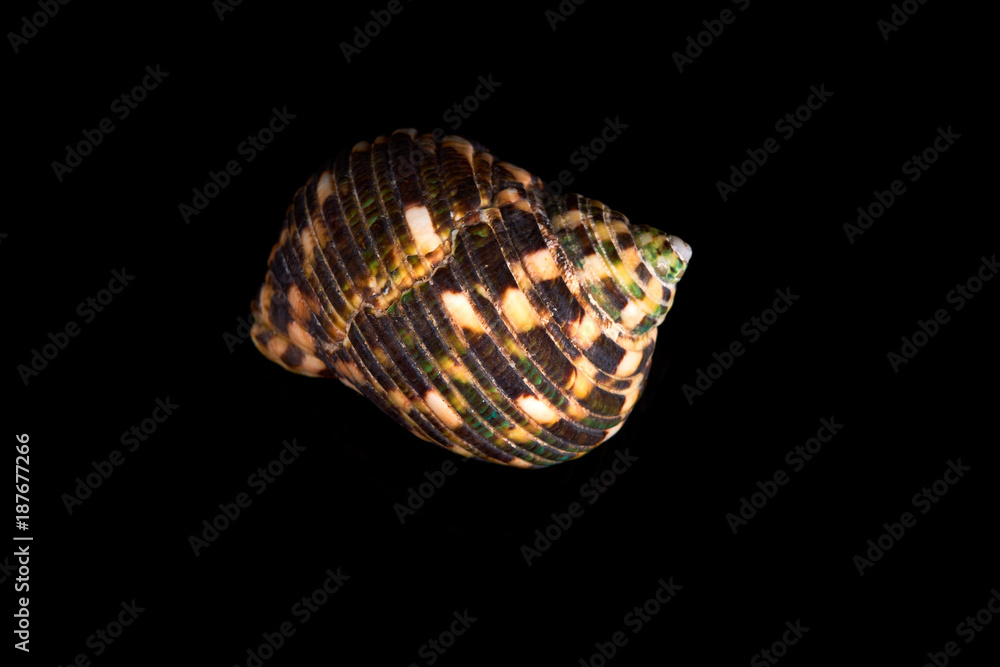 Sea seashell on a black background. Sea seashell on a black background.