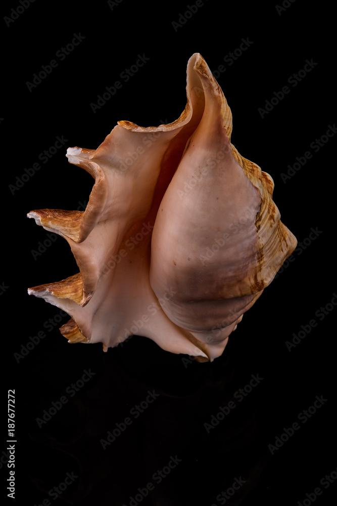 Sea seashell on a black background whit reflection on an black tile Sea seashell on a black background whit reflection on an black tile