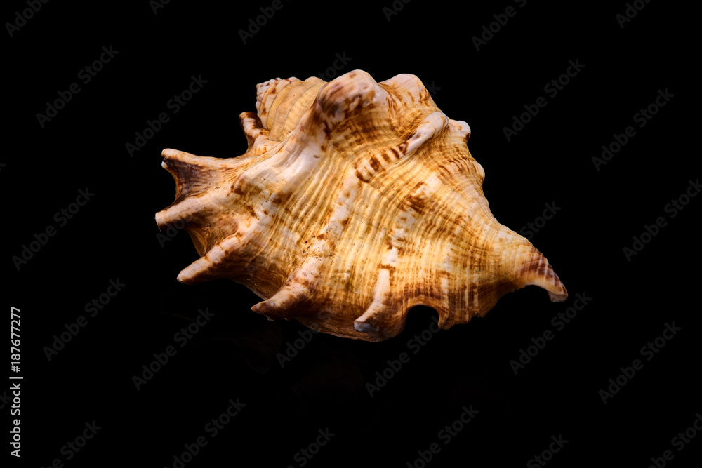 Sea seashell on a black background whit reflection on an black tile Sea seashell on a black background whit reflection on an black tile
