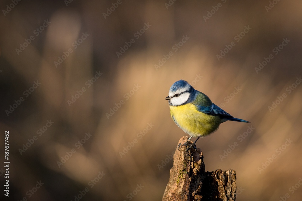 Fototapeta premium Blue Tit