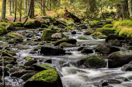mountain river in forest