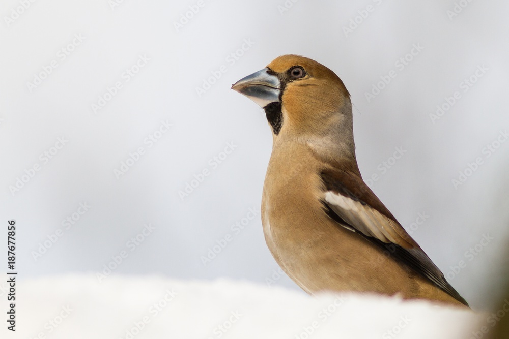 Obraz premium Hawfinch