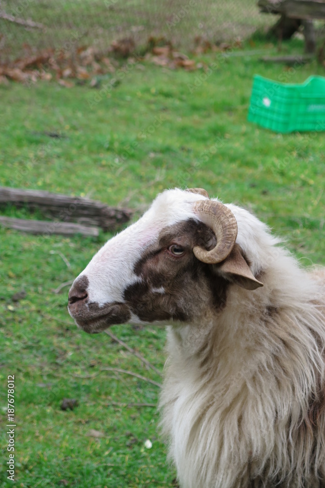 Obraz premium Montone