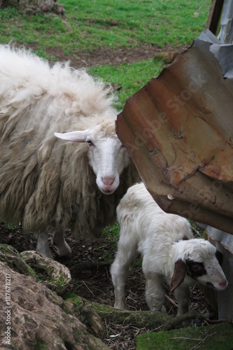 Photography pecora con agnello