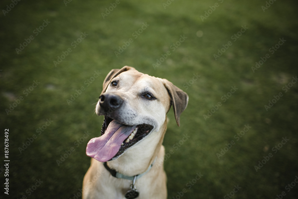 High angle view of dog panting on grassy field at park High angle view of dog panting on grassy field at park