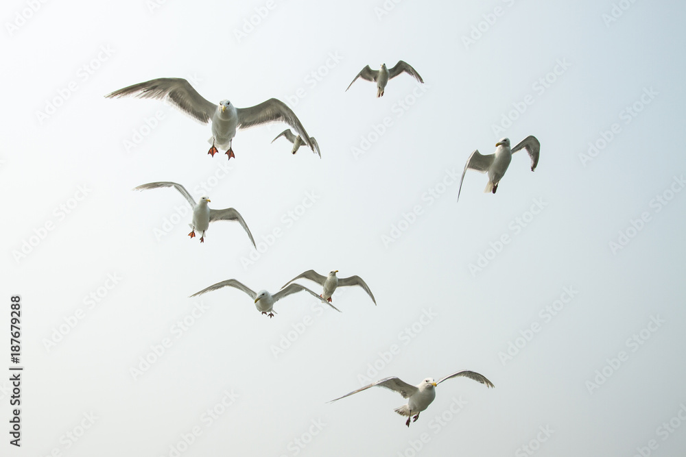 Low angle view of seagulls flying against clear sky Low angle view of seagulls flying against clear sky