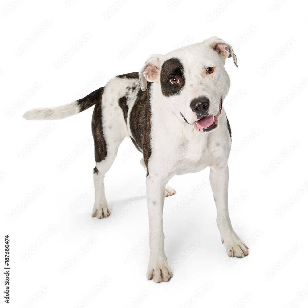 Happy Playful Large Terrier Crossbreed Dog