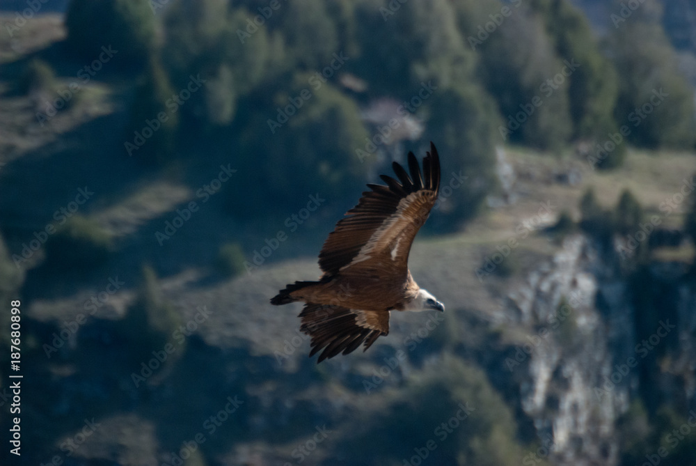 Obraz premium Griffon Vulture in Duraton