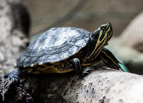 Schmuckschildkröte auf Baumstamm