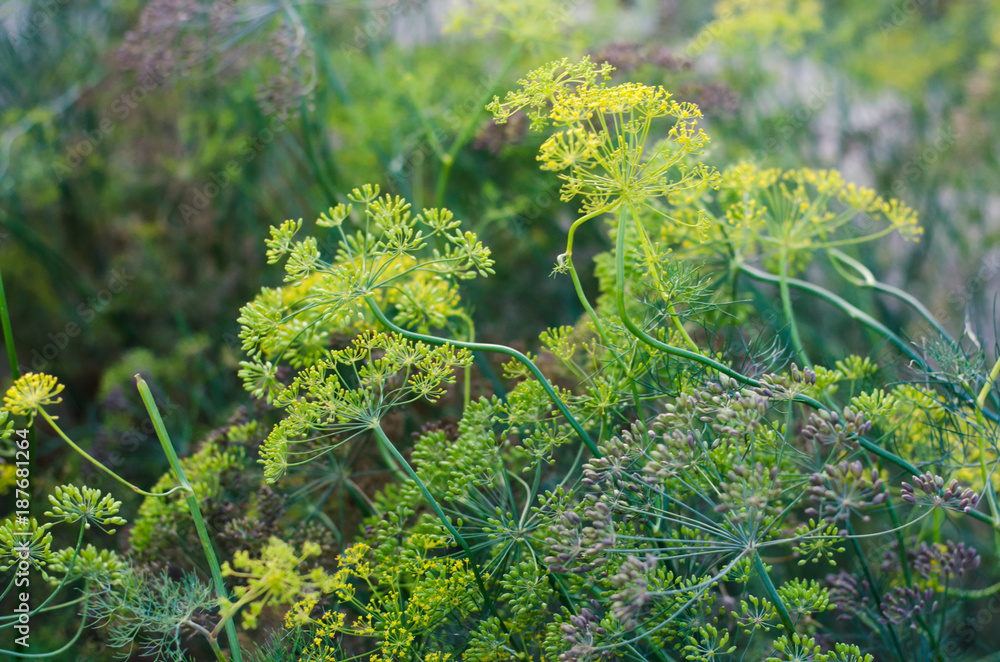 green dill in the garden, healthy food, greens