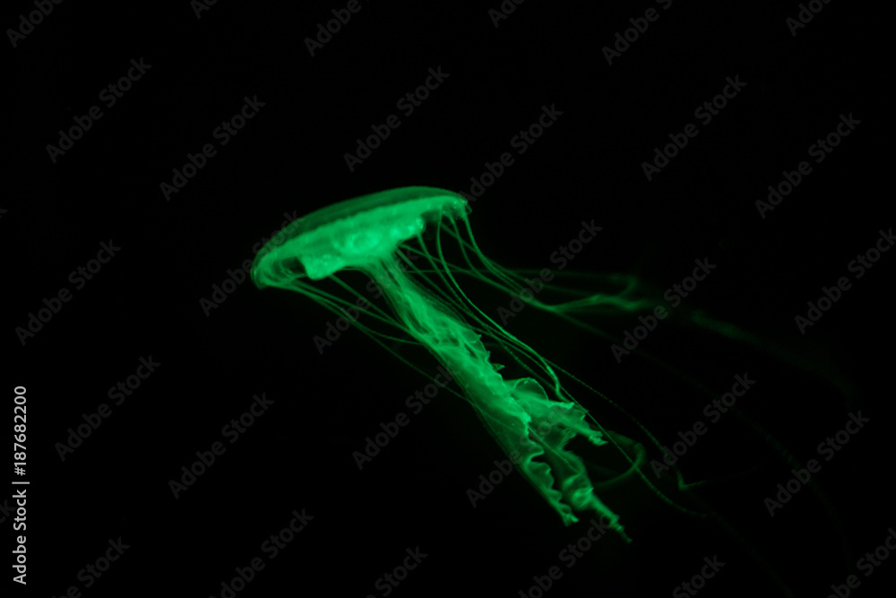 Naklejka premium green jellyfish - fluorescent jelly fish