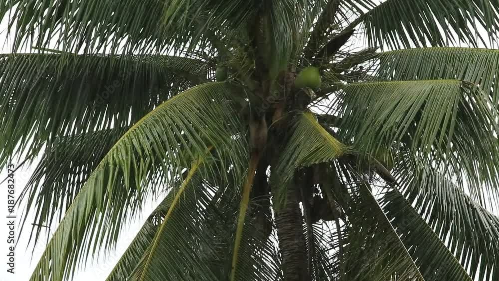 Tropical rain drops falling on the large green palm leaves in Thailand Tropical rain drops falling on the large green palm leaves in Thailand