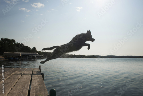 Side view of dog jumping into lake against sky photo