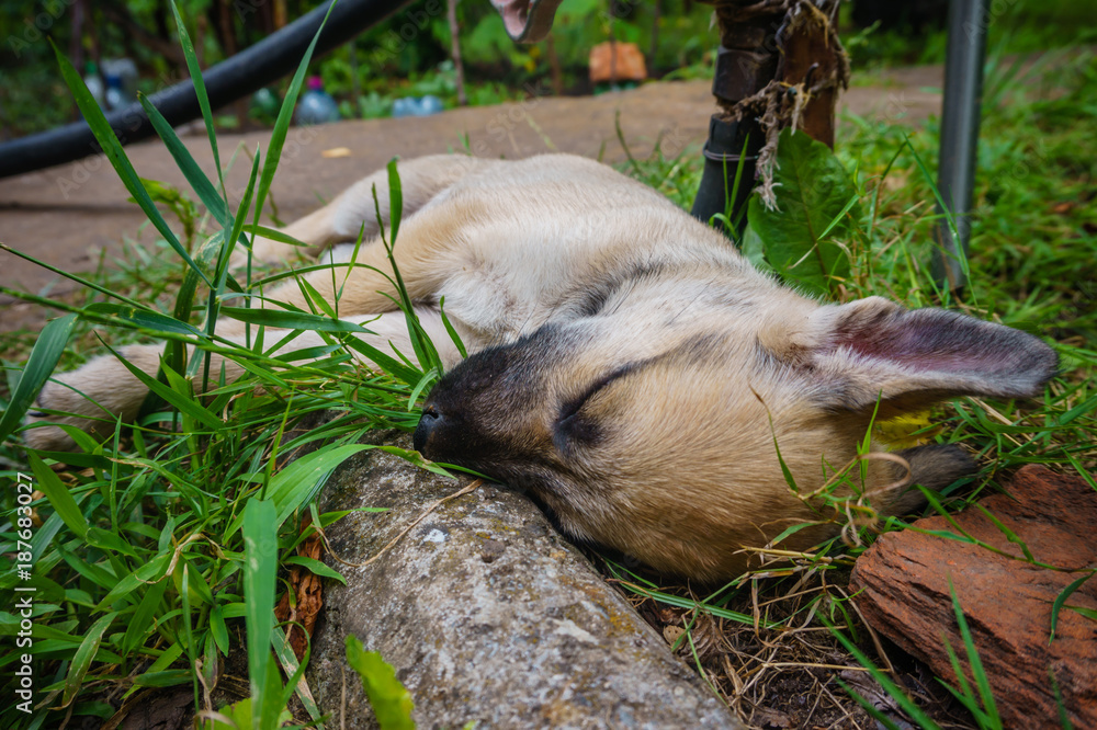 Fototapeta premium little cute light beige puppy with protruding ear sleeping in the garden