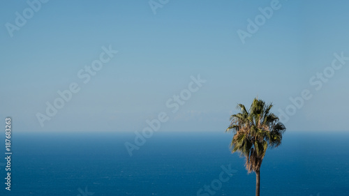 palm tree with ocean and blue sky background © hanohiki