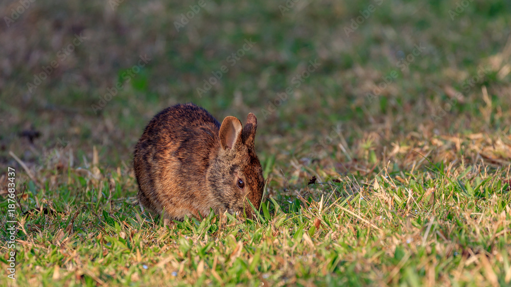 Marsh rabbit in the morning and eating grass, Florida, USA Marsh rabbit in the morning and eating grass, Florida, USA