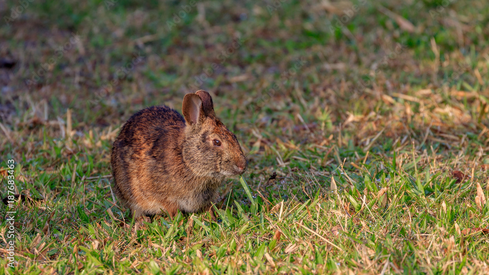 Fototapeta premium Marsh rabbit in the morning sun on the grass, Florida
