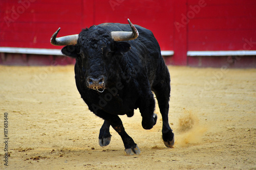 spanish bull