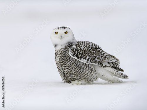 Snowy Owl Female Sitting on Snow © FotoRequest