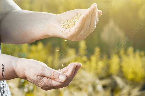 Harvest time and golden hour. Wheat grains falling from old woman hand in the wheat field, blur focus