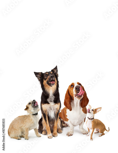 Fototapeta Naklejka Na Ścianę i Meble -  Variety Hungry Dogs Looking Up