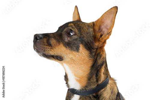 Young Shepherd Crossbreed Dog Side Closeup © adogslifephoto