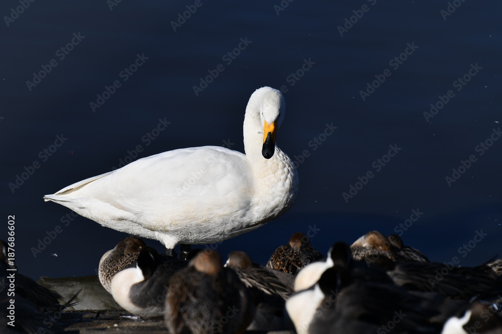 Fototapeta premium 羽繕いしているオオハクチョウの成鳥1羽