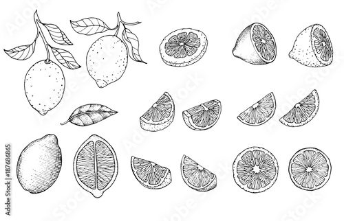 Hand drawn sketch style citrus fruits set. Lemon half, lime, tangerine, mandarin part, oranges and bergamots isolated on white background. Vector organic food illustrations. photo