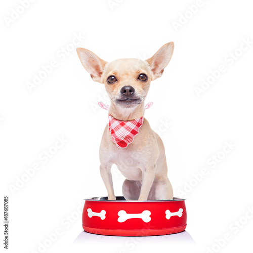 Fototapeta Naklejka Na Ścianę i Meble -  hungry dog inside food bowl