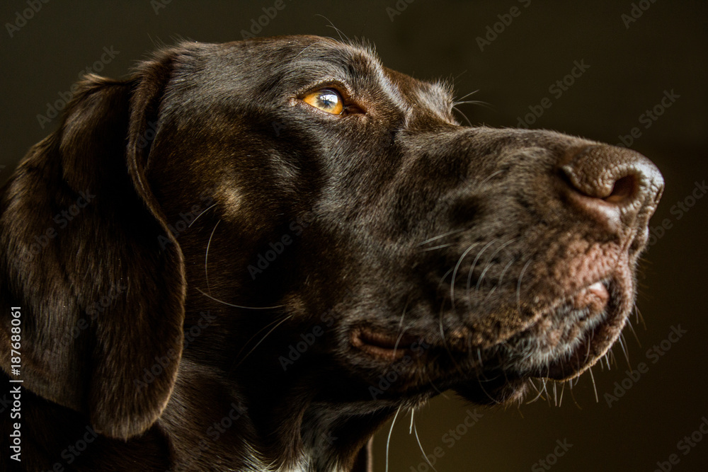 Closeup of a German Shorthair Pointer Hunting Dog