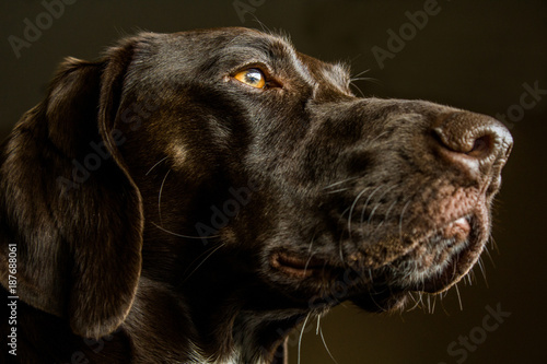 Closeup of a German Shorthair Pointer Hunting Dog © egiadone