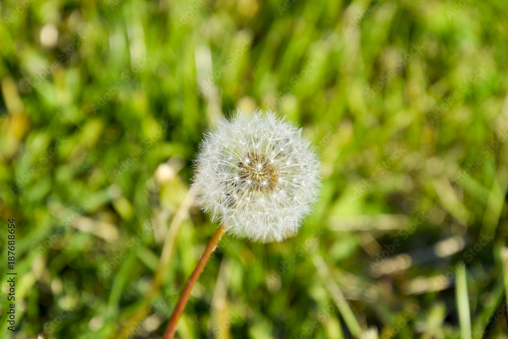 Ripened dandelion seeds. Fluffy dandelion. Dandelion in the meadow. Ripened dandelion seeds. Fluffy dandelion. Dandelion in the meadow.