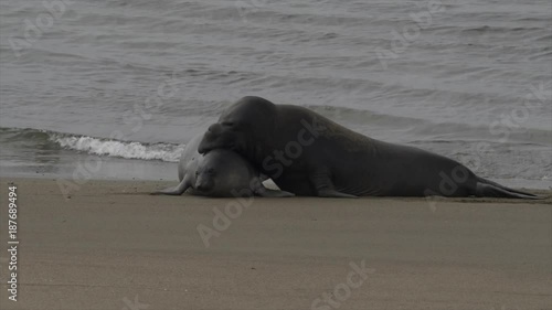 PAIR OF ELEPHANT SEALS IN A MATING RITUAL.  Slow motion.  Version 1 of 2.