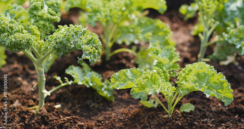 Planting kale in the farm