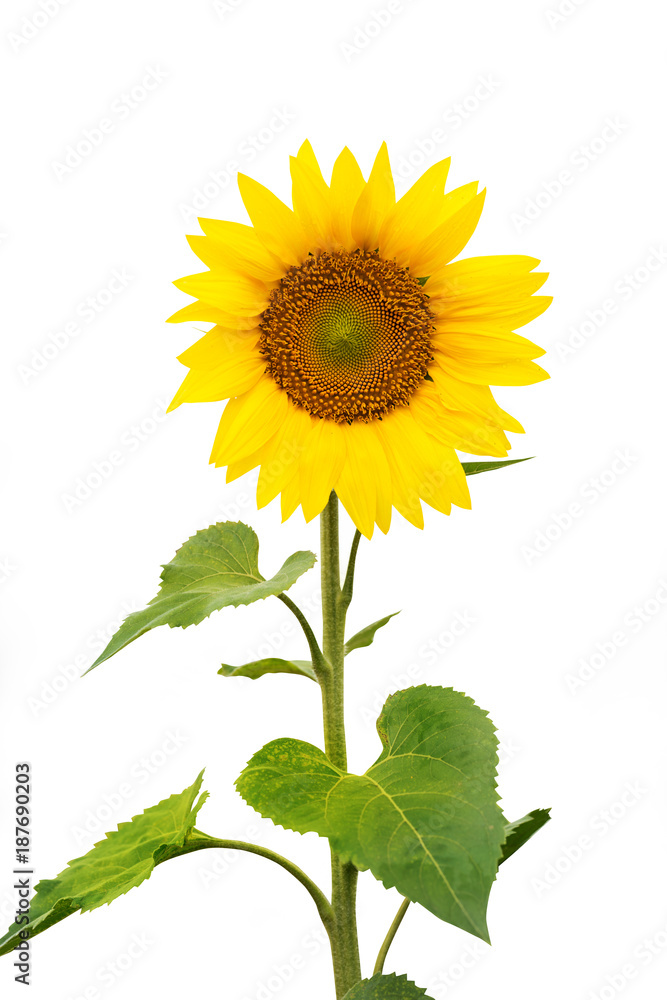 Fototapeta premium sunflower plant isolated