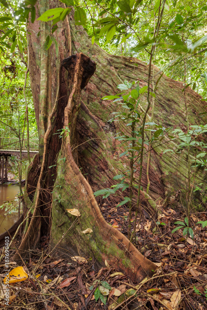 Buttress tree roots in rainforest Borneo Malaysia Buttress tree roots in rainforest Borneo Malaysia