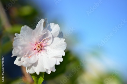 Beautiful Cherry blossoms in full bloom on a Cherry tree on a sunny Spring day