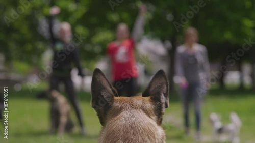 Group of dogs with owners at obedience class. Queue of dogs in diagonal, beagle and shnauzer on the front line. photo