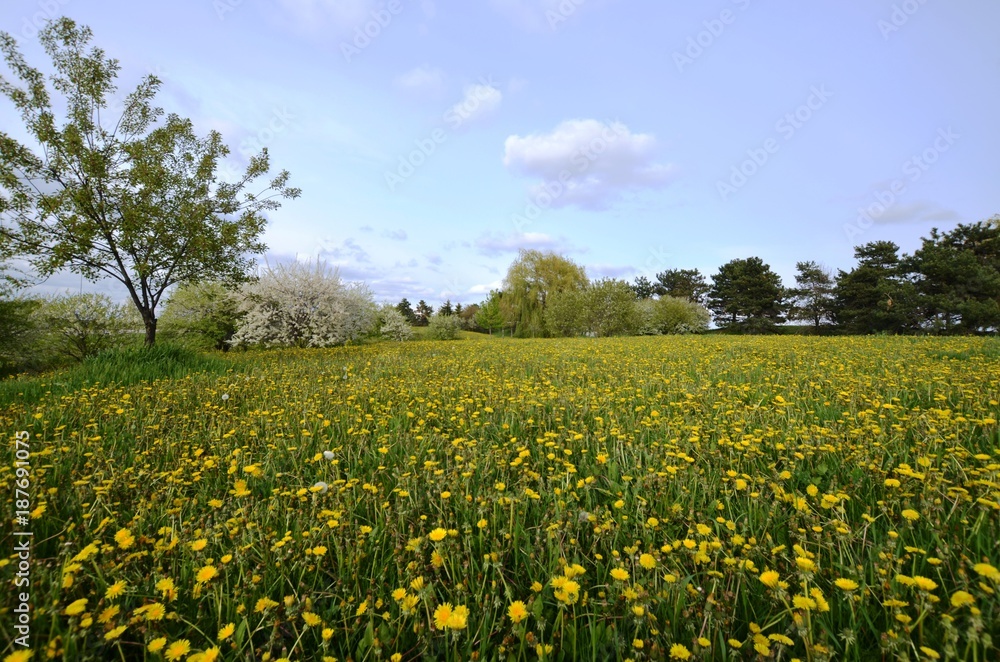 Open meadow with population of Dandelion Flowers and some trees