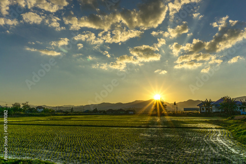 Rural scenery of paddy farm or rice field in morning with sun at Chiangrai Province, Thailand  © Nischaporn