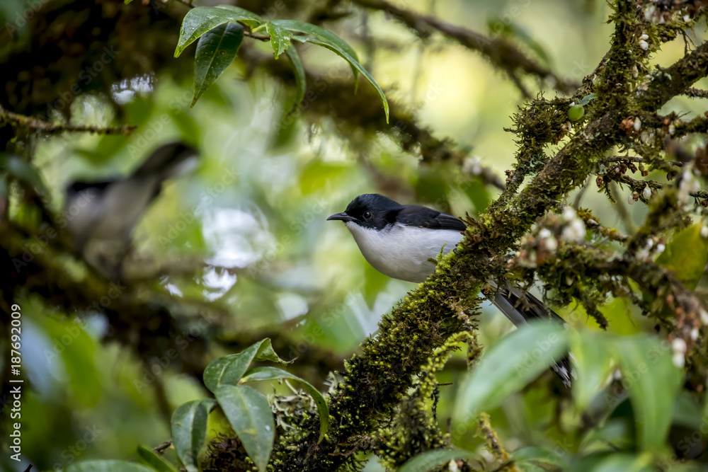 Obraz premium Birds in Thailand