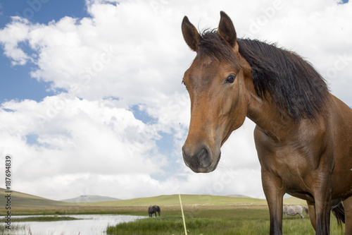 Phonies in the mountains of Lesotho.  They are usually sure-footed  fast  fearless and are known for their stamina.