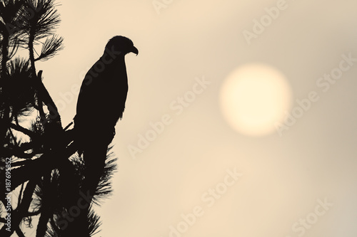 The silhouette of an eagle perched in a tree stands out against the low sun in Coeur d'Alene, Idaho.