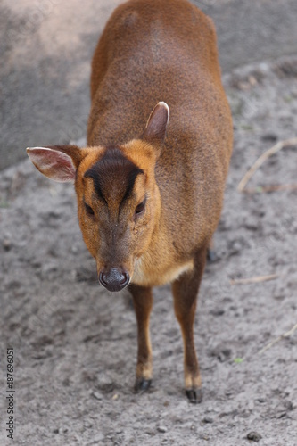 Portrait of a Female Bay Duiker / Exotic Animal  photo